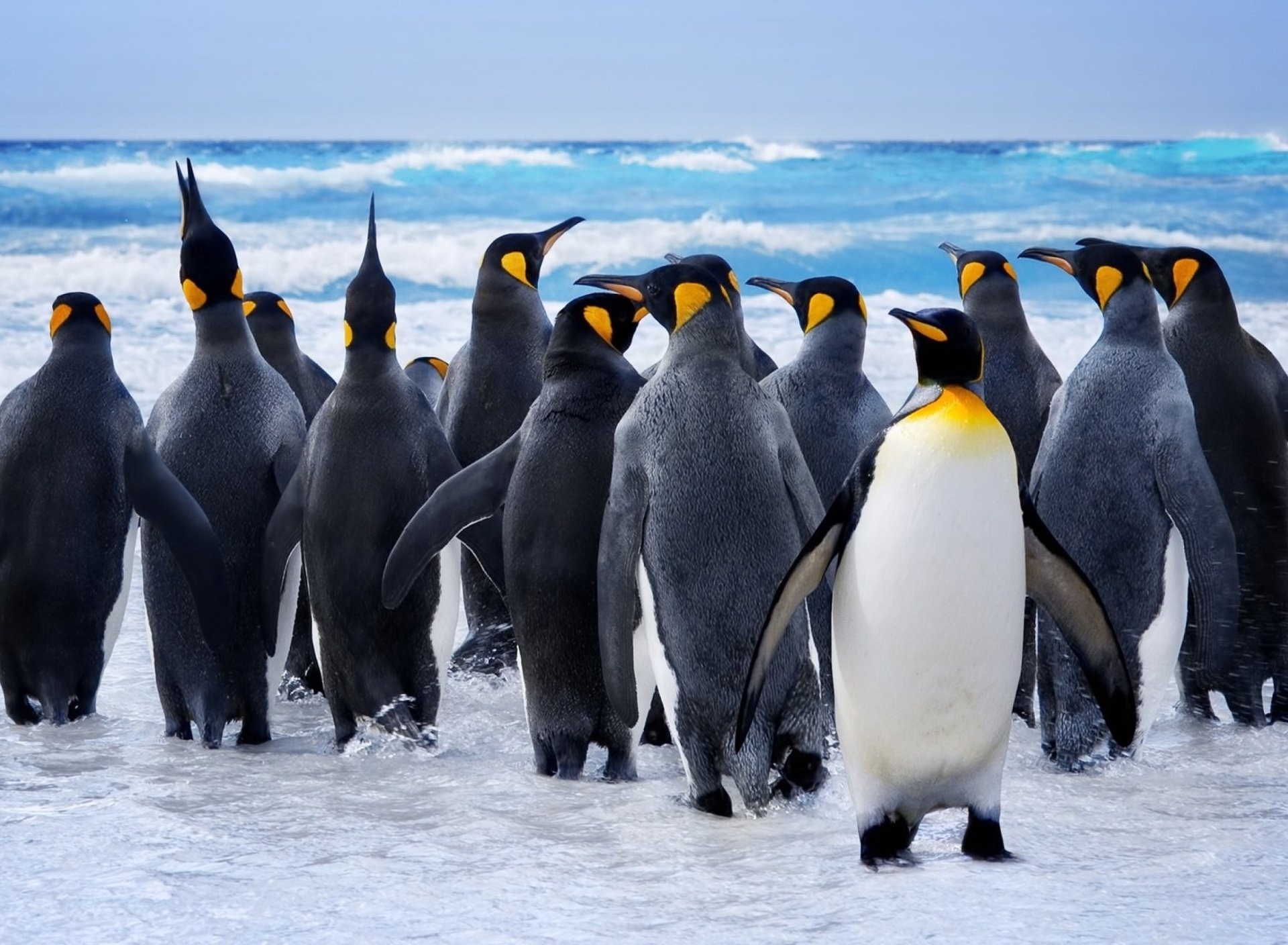 Императорский Пингвин в Антарктиде. Королевский Пингвин в Антарктиде. Пингвины в Антарктиде. Стая императорских пингвинов.