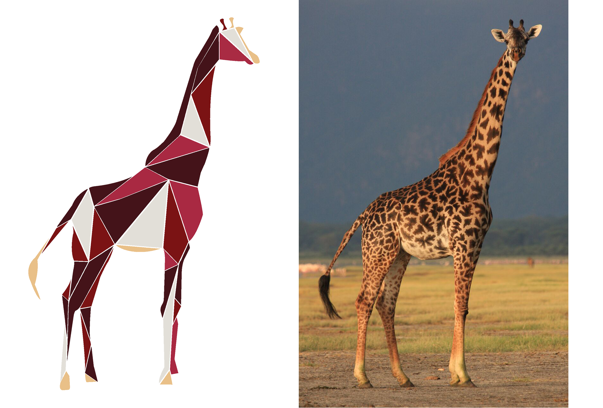 Какой тип развития характерен для сетчатого жирафа. Окапи Серенгети. Короткошеий Жираф. Серенгети национальный парк Жираф. Жираф-Масаи.