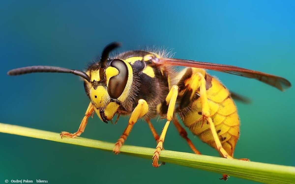 Шершень, Майский Жук, Шмель