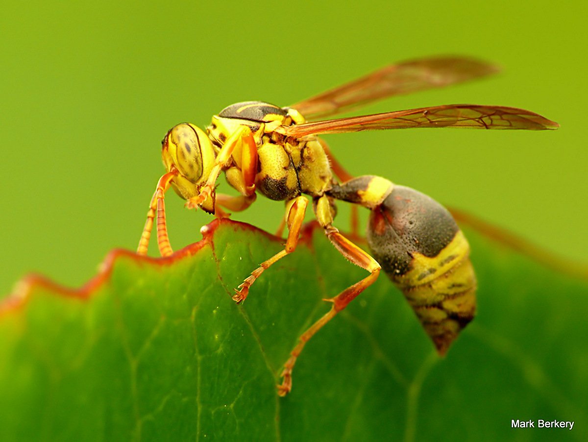 Executioner Wasp Оса