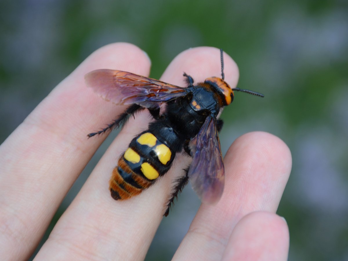 Шершень и Сколия