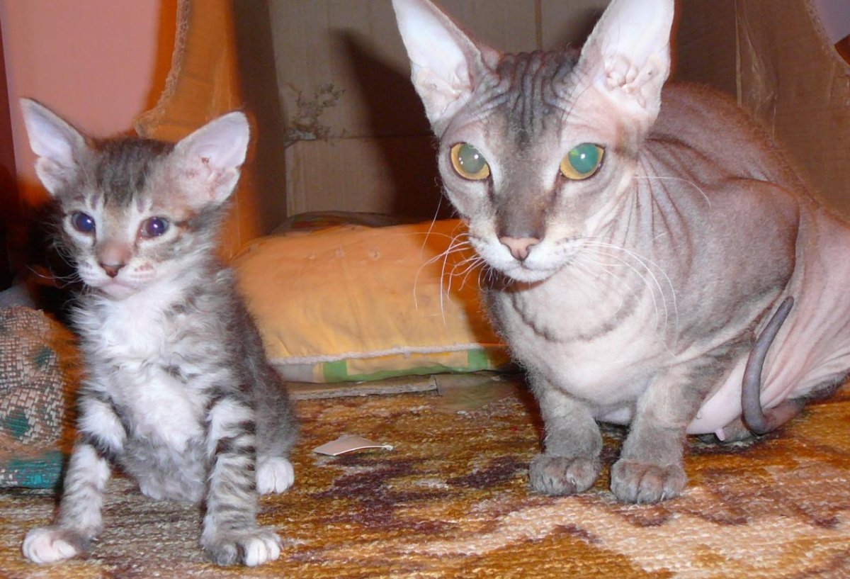 Котята браш Донской сфинкс