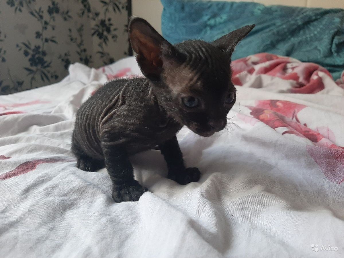 Котята сфинкс браш