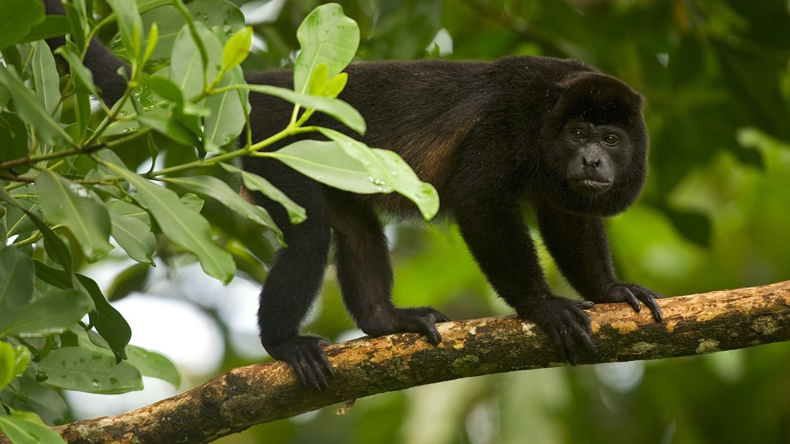 В какой природной зоне обитают обезьяны. Ревуны широконосые обезьяны. Обезьяна Ревун ареал. Обезьяна Ревун Коста Рика. Ареал обитания обезьян.