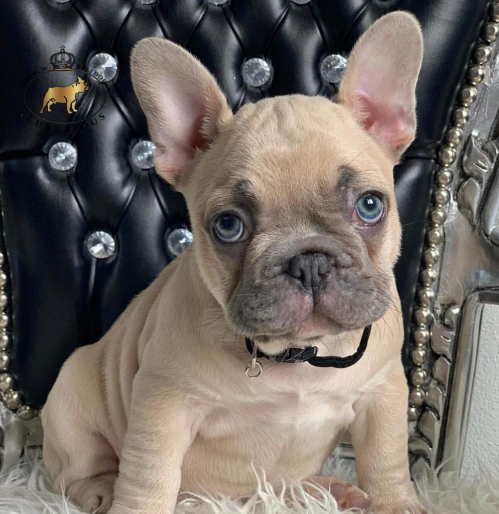 Французский бульдог Изабелла