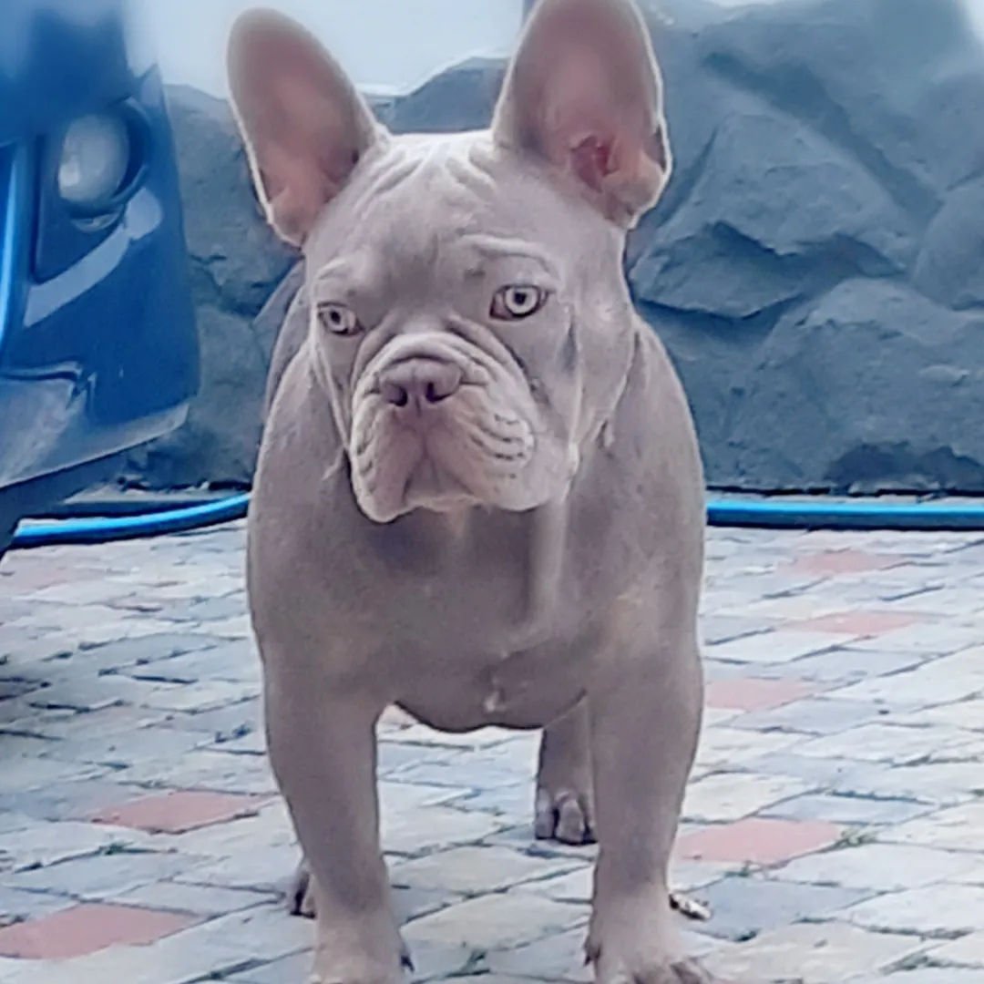 Окрас Изабелла Нью Шейд у французский бульдог