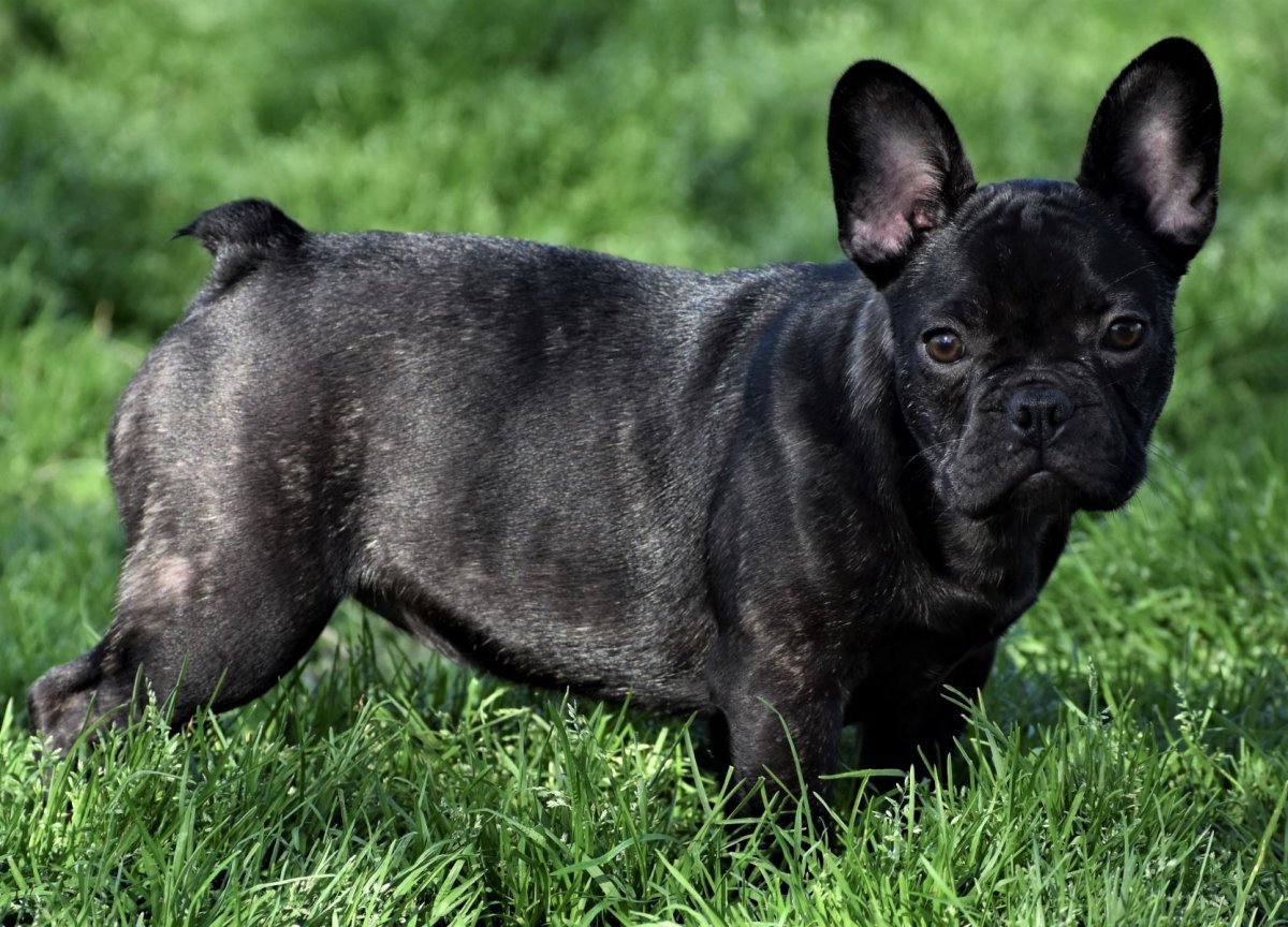 Французский бульдог черный