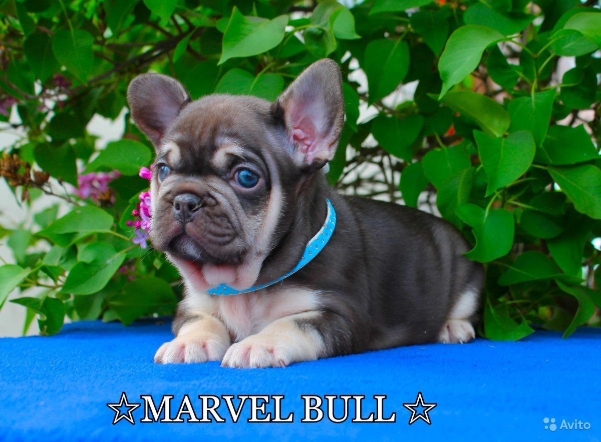 Французский бульдог подпалый