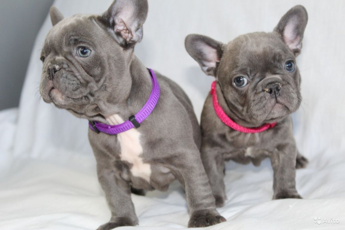 Французский бульдог окрас Изабелла