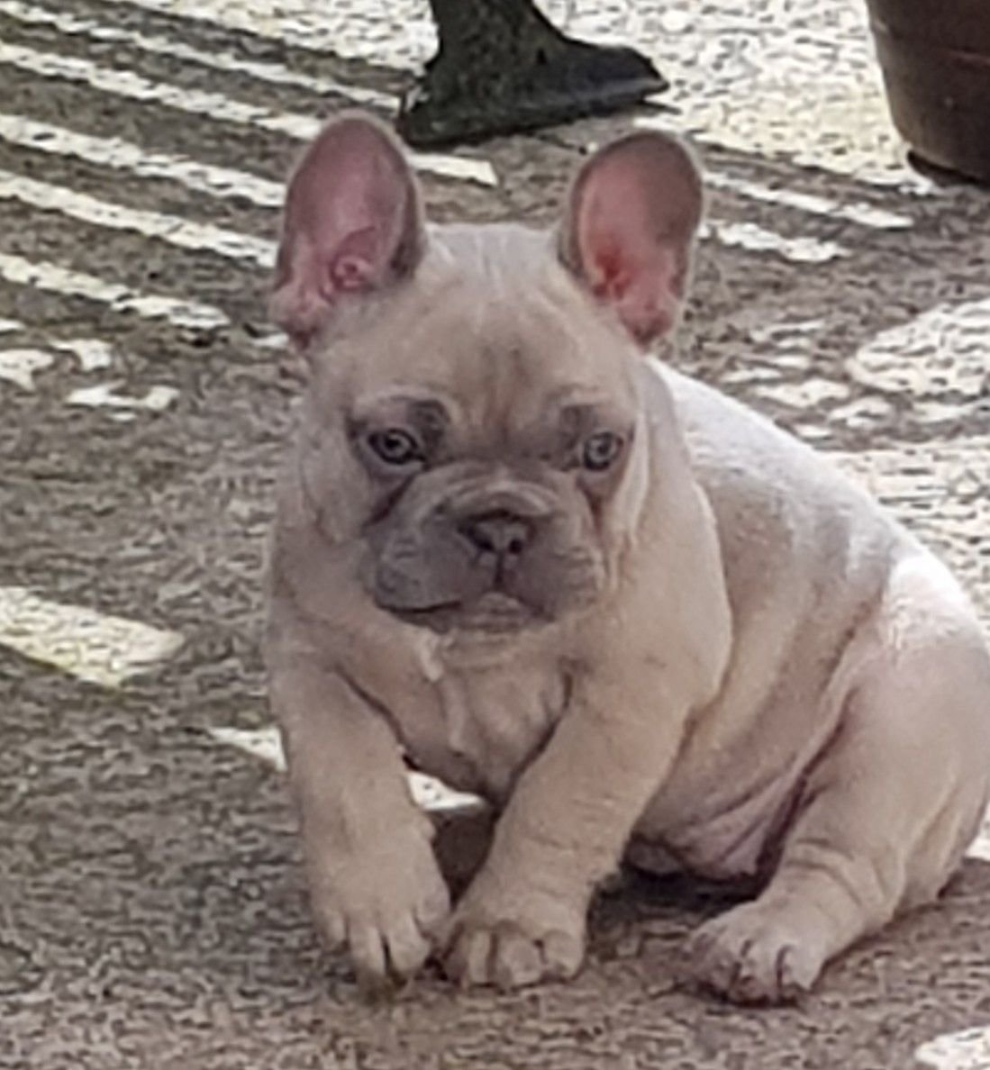 Голубой фавн французский бульдог