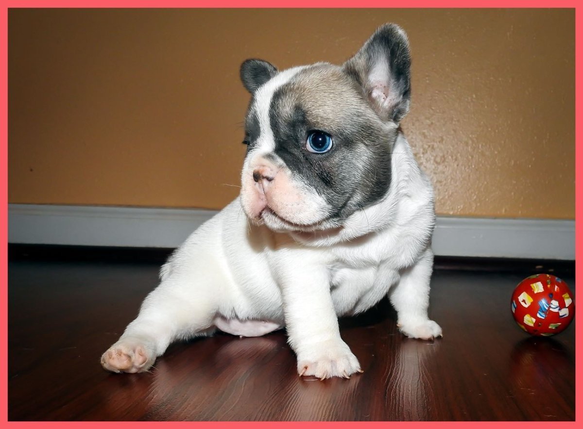 Французский бульдог белый с голубыми глазами щенок