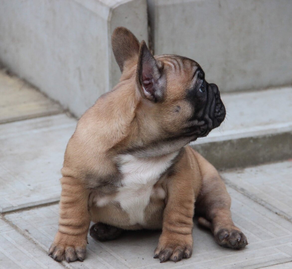 Бульдог окрас Изабелла