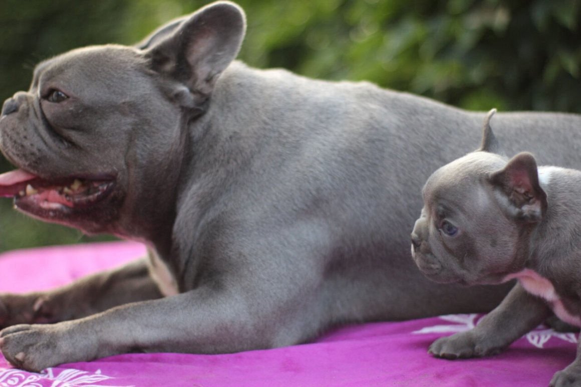 Лиловый французский бульдог