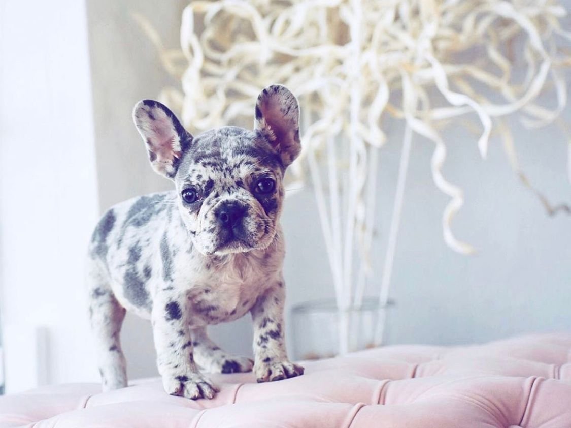 Флаффи французский бульдог