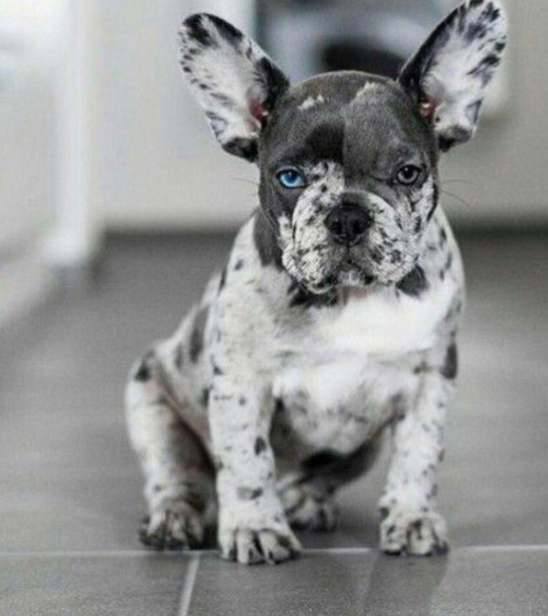 Французский бульдог Мерле