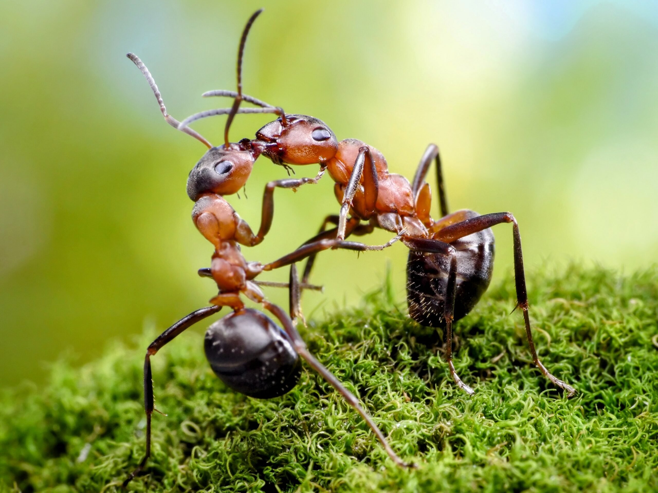 Муравей слушать. Насекомые муравей Муравейник. Андрей Павлов муравьи. Муравей мотабелла. Интересное о муравьях.