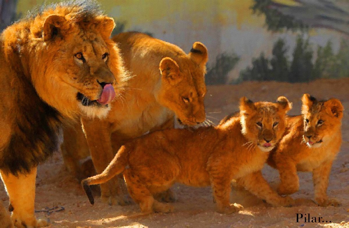 Львиная семья с 2 львятами