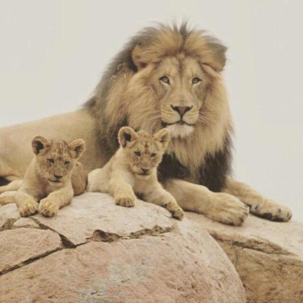 Львята в прайде