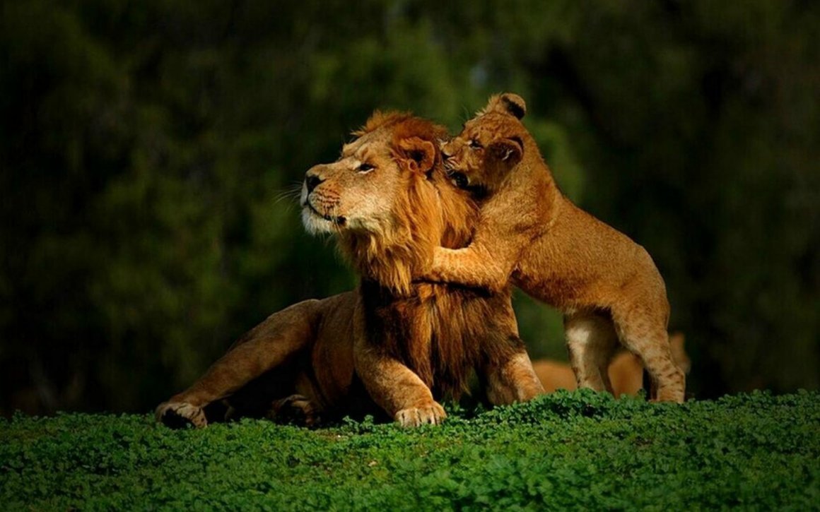 Львиный Прайд