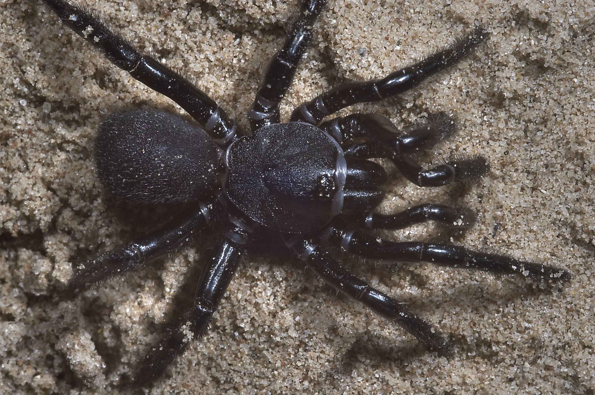 К чему снятся большие пауки во сне. Черный паук. Тарантул черный. Черный подвальный паук. Черный гладкий паук.