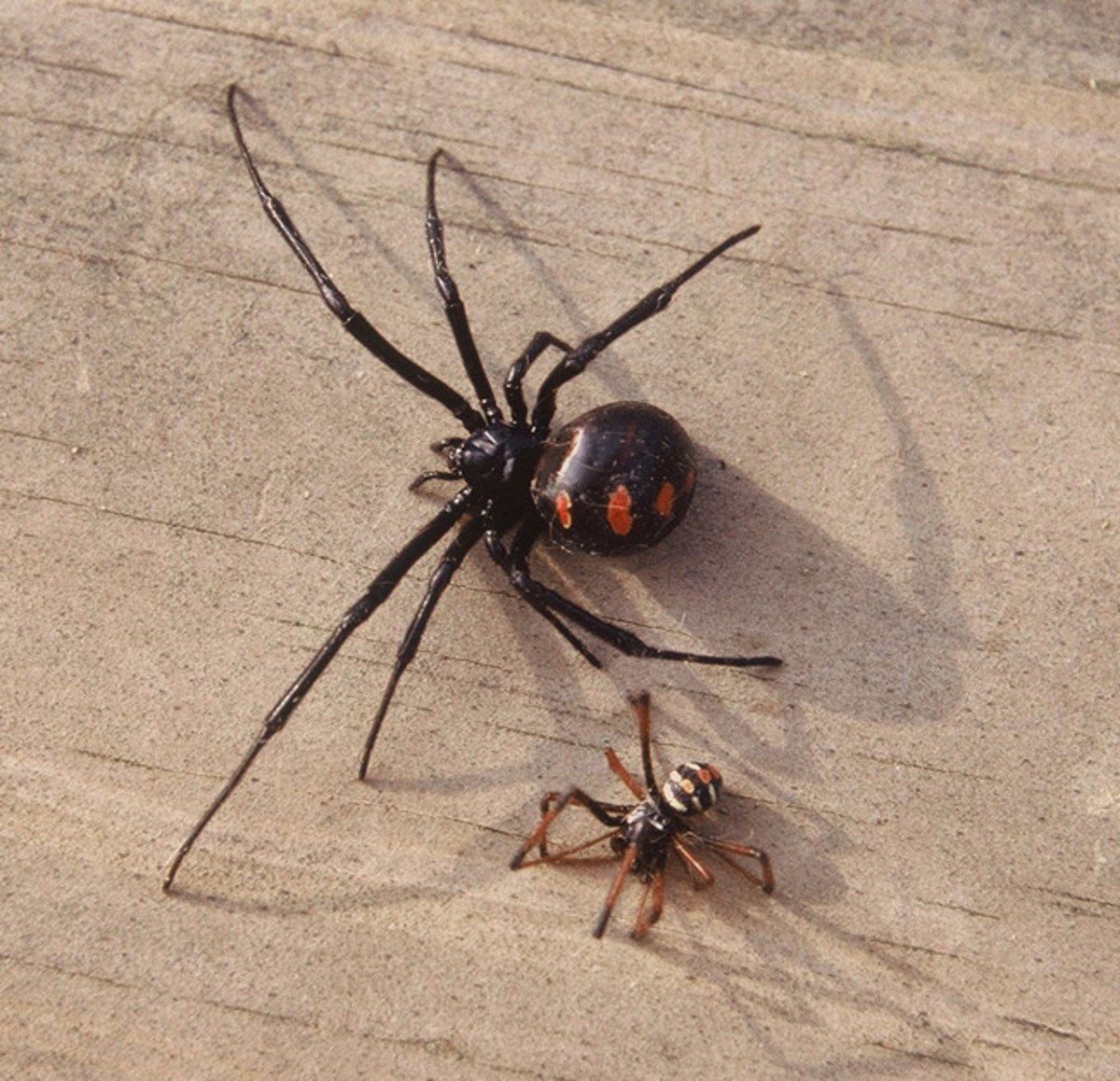 Ядовитая вдова. Чёрная вдова паук самка. Каракурт черная вдова. Каракурт паук самец. Самка каракурта чёрная вдова.