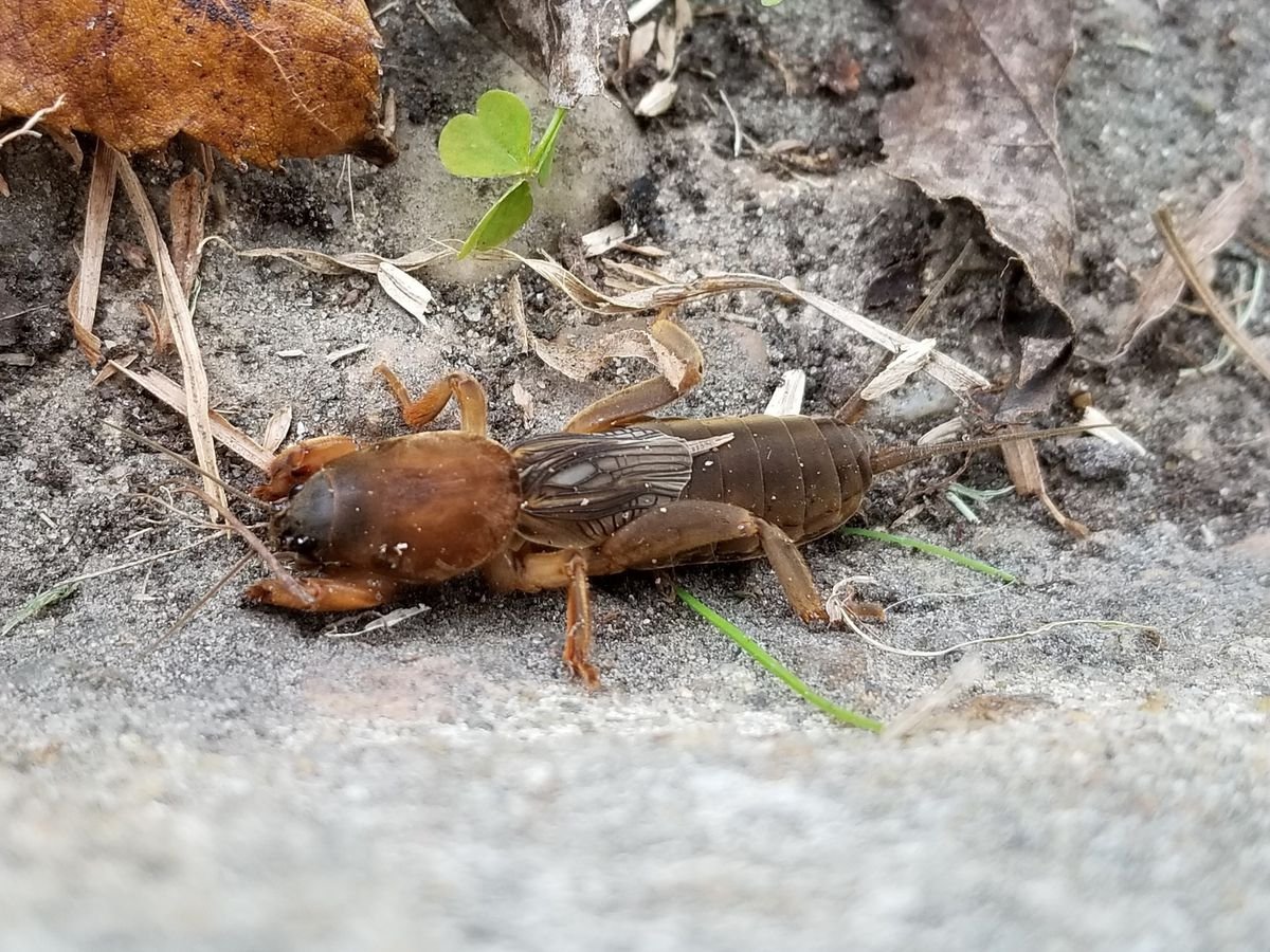 Десятипалая медведка