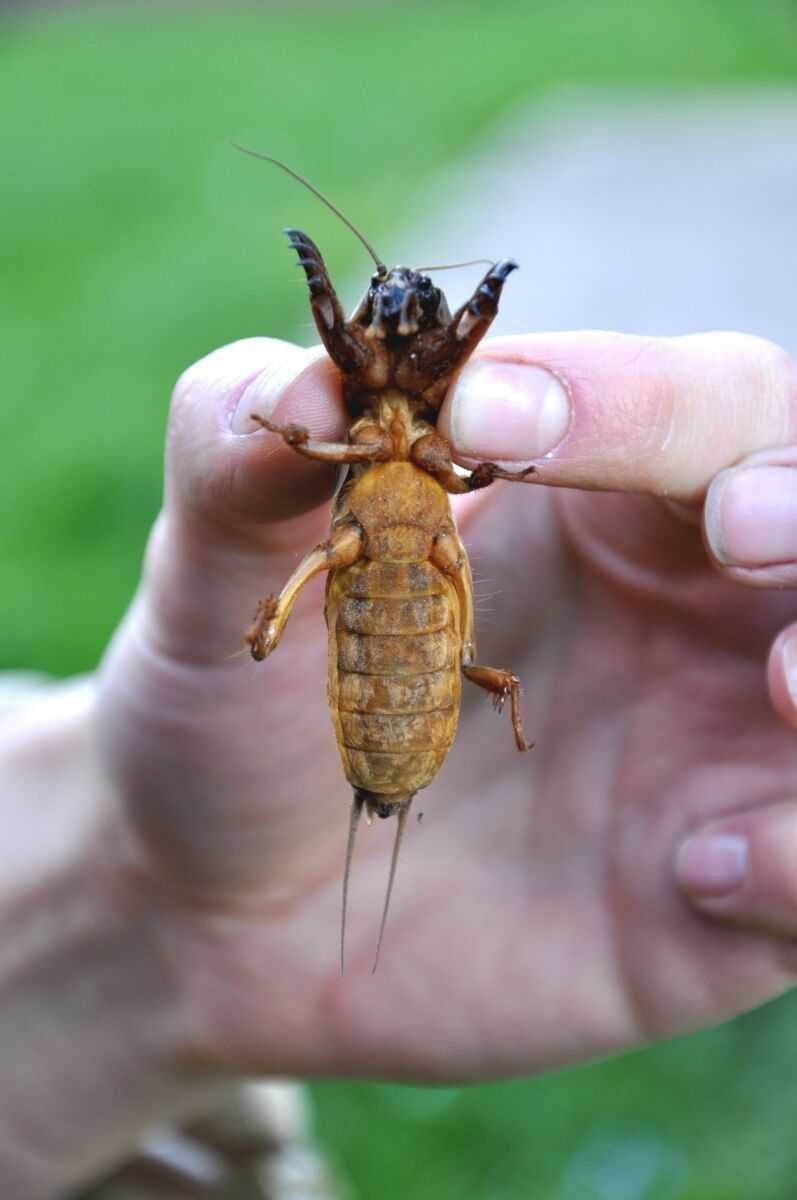 Жук медведка