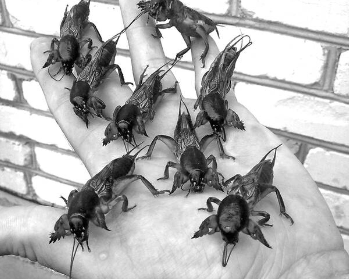 Медведка букашка чёрная