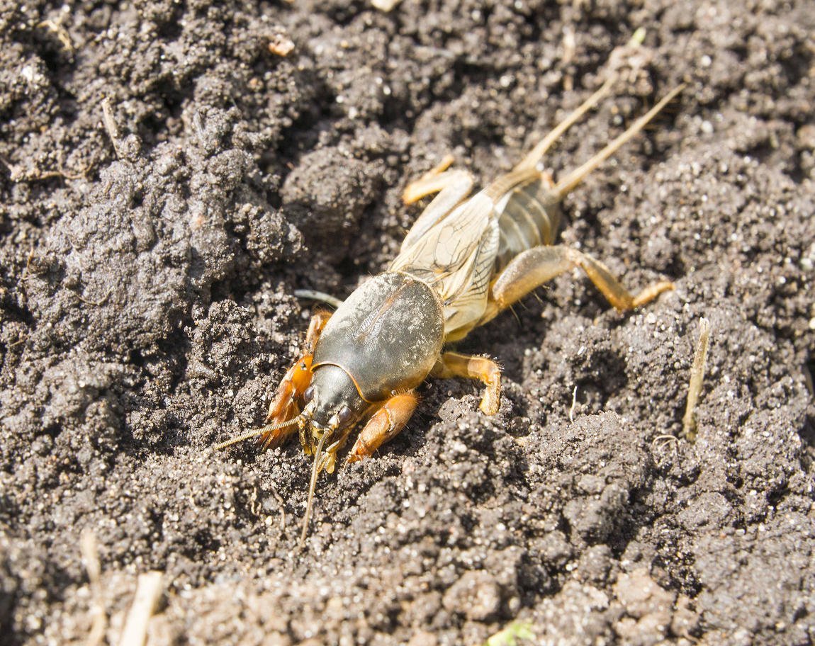Медведка насекомое капустянка