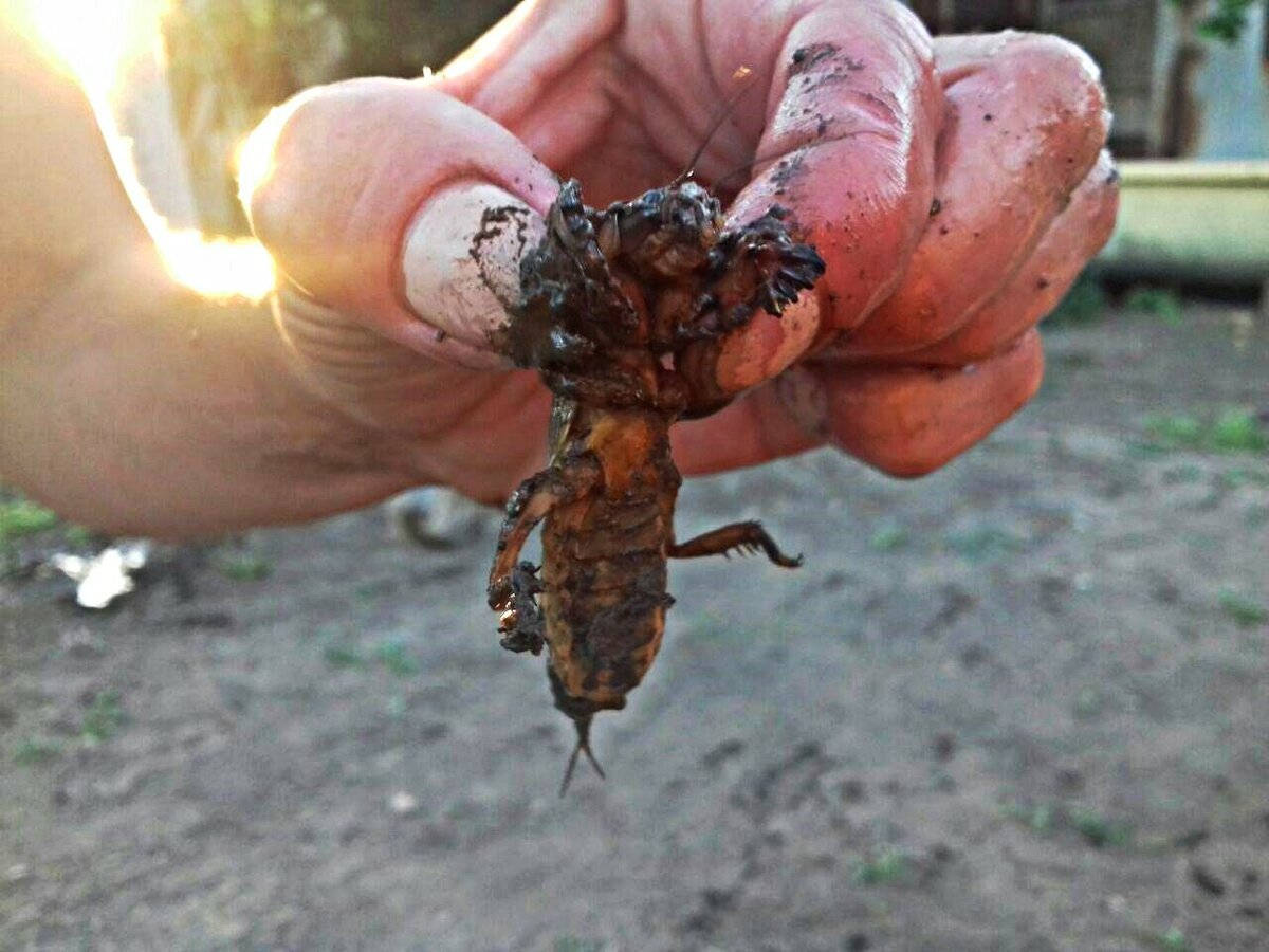 Огородный Жук медведка