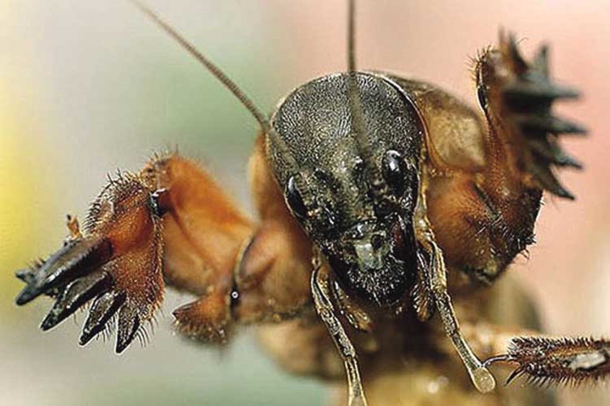 Паук медведка