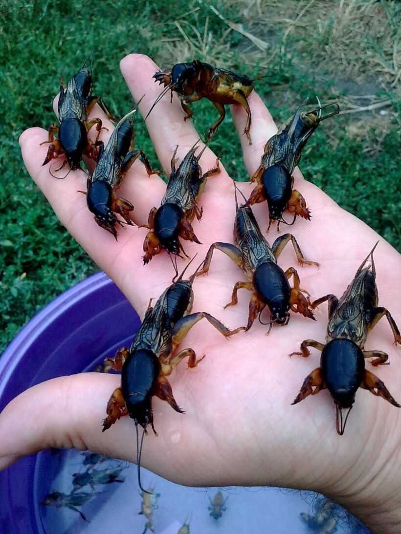 Жук медведка