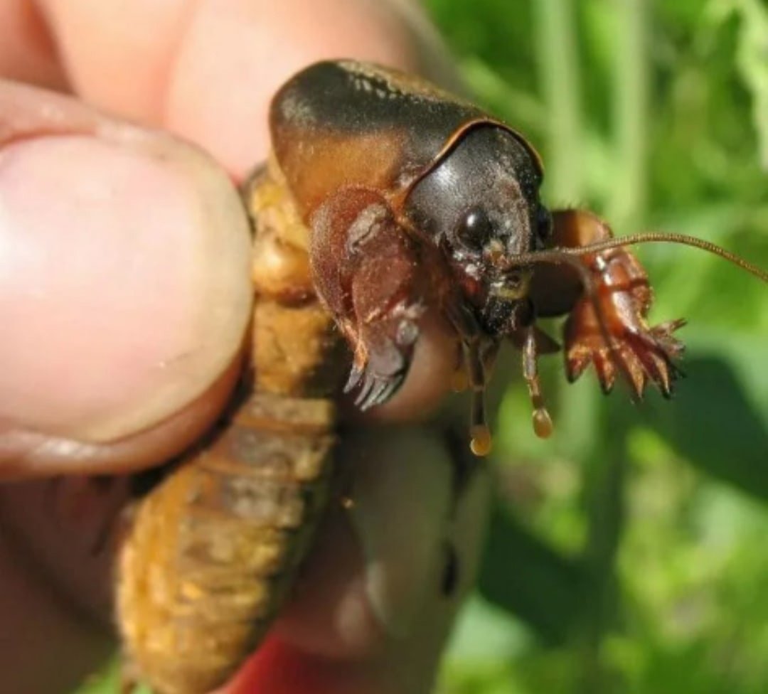 Огородный Жук медведка