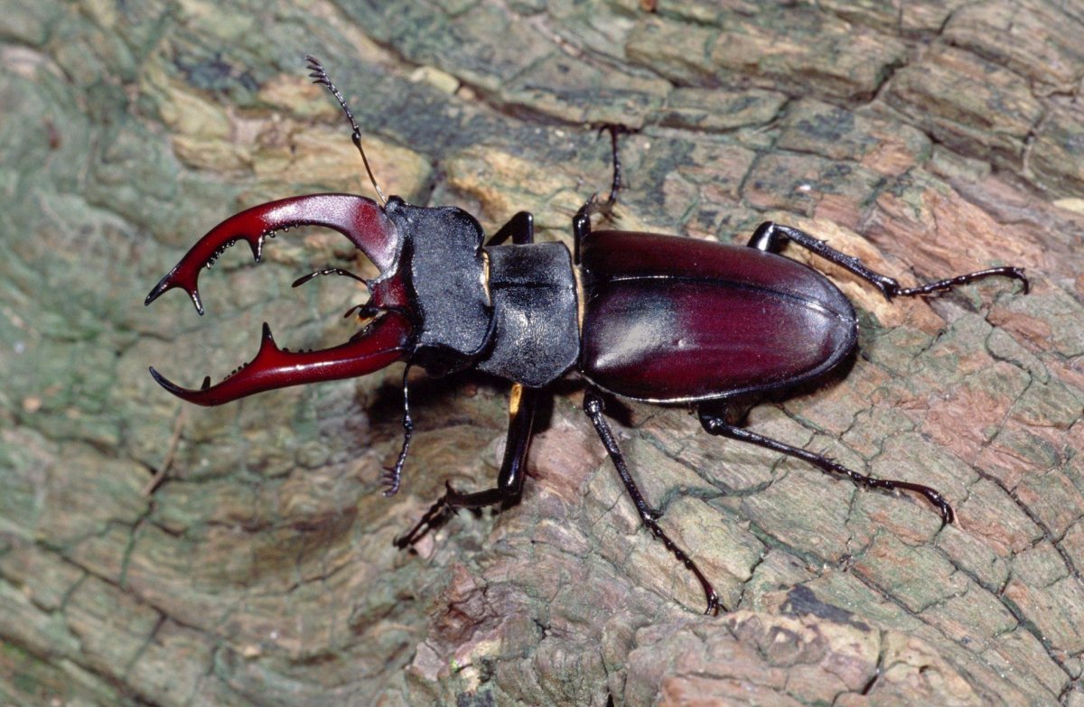 Жук олень самка спереди