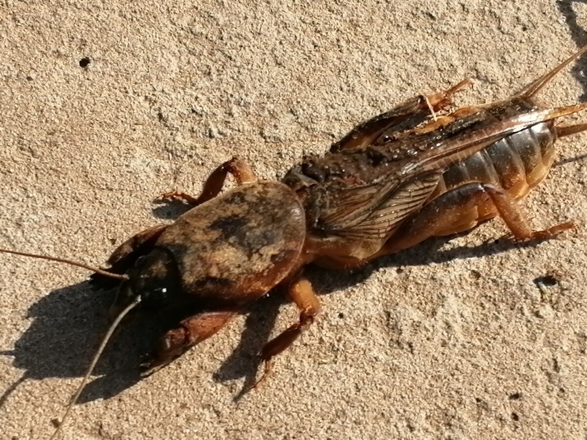 Капустница Жук медведка