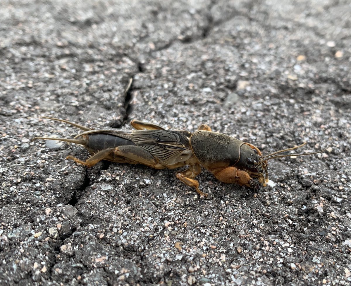 Медведка обыкновенная Gryllotalpa Gryllotalpa