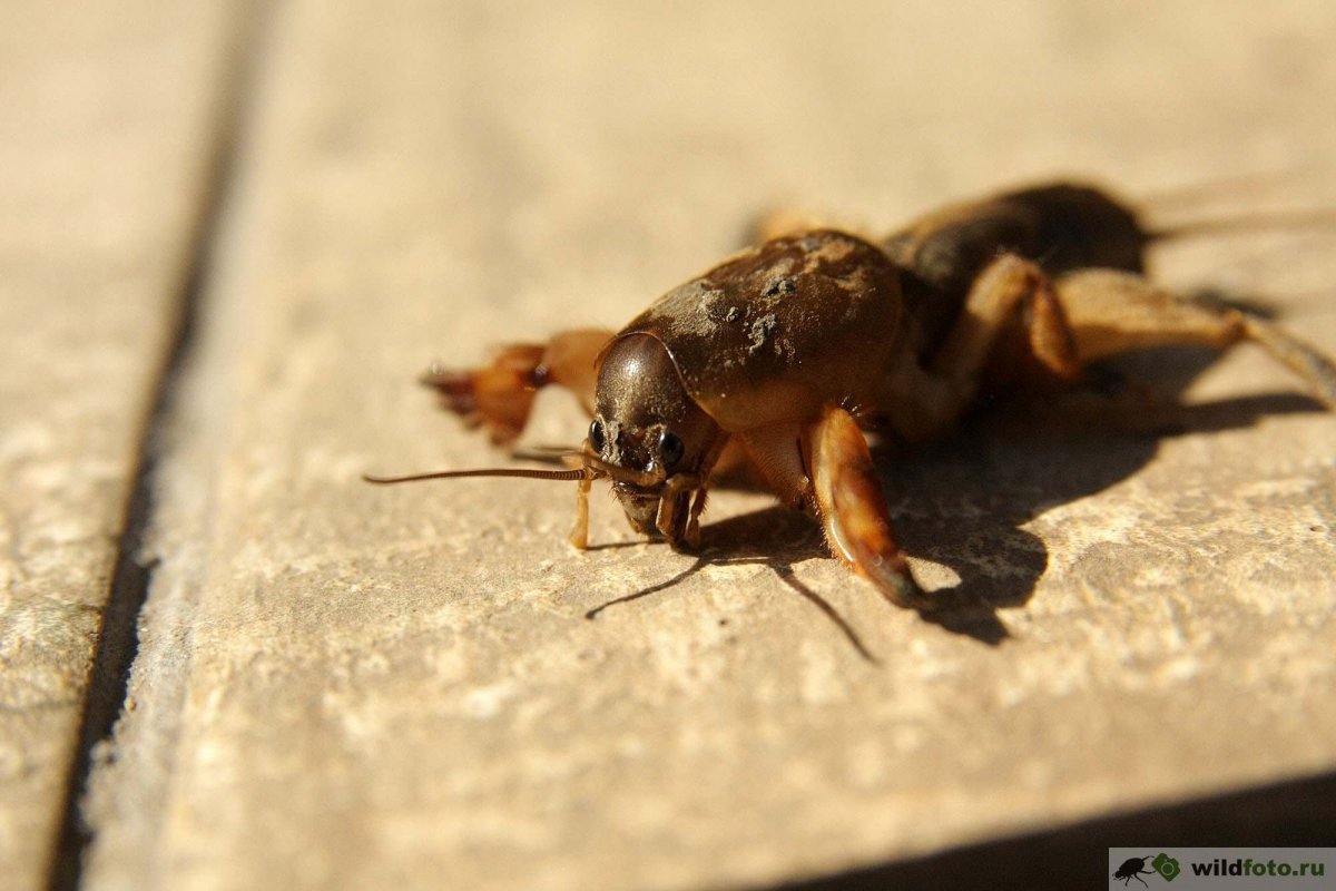 Медведка обыкновенная Gryllotalpa Gryllotalpa