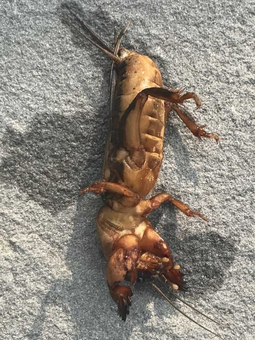 Медведка насекомое