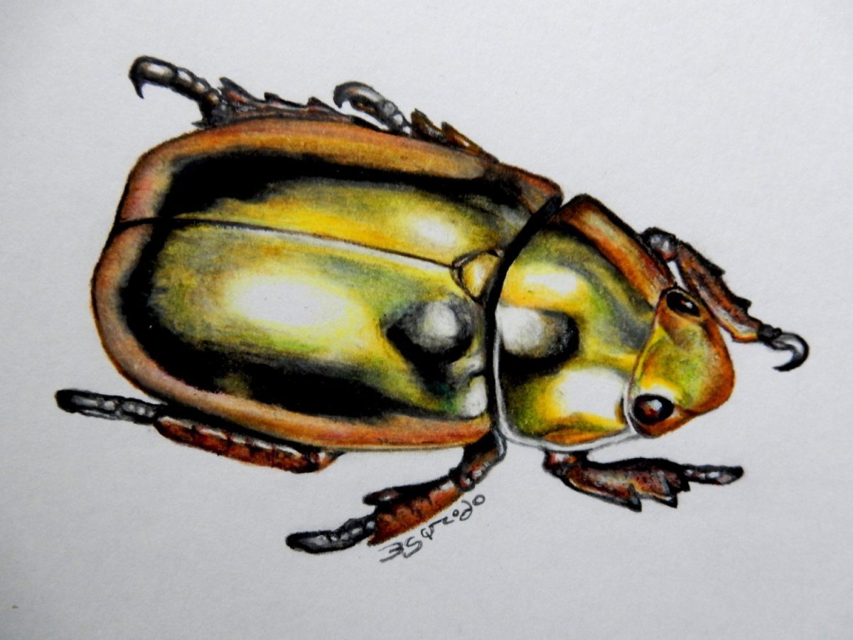 Жуки скарабеи Майский Жук