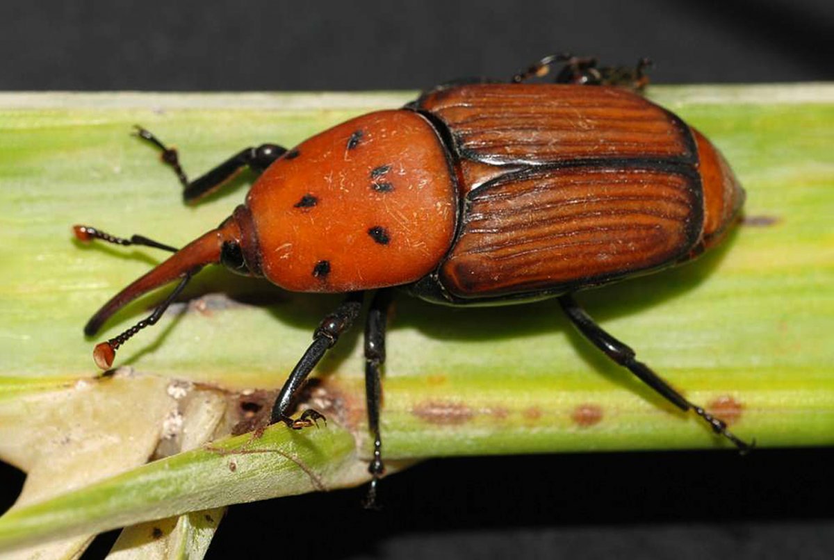 Жук толстожопик