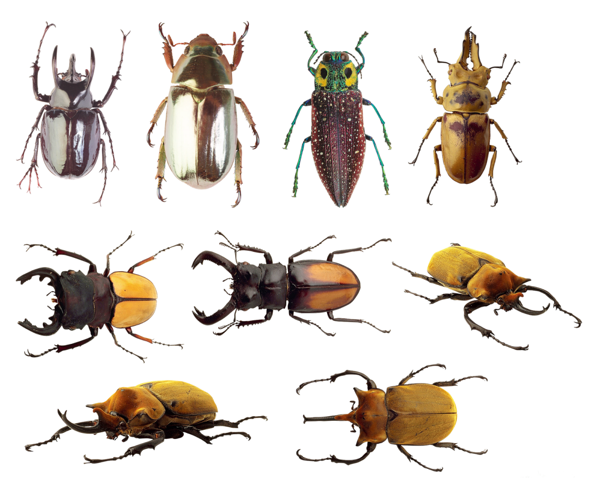 Жуки "Разное"