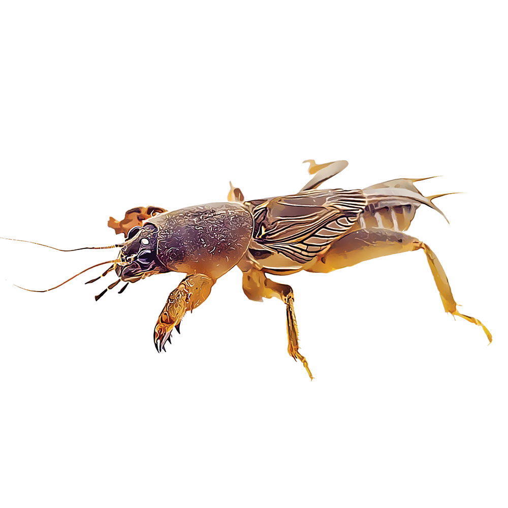 Медведка на прозрачном фоне