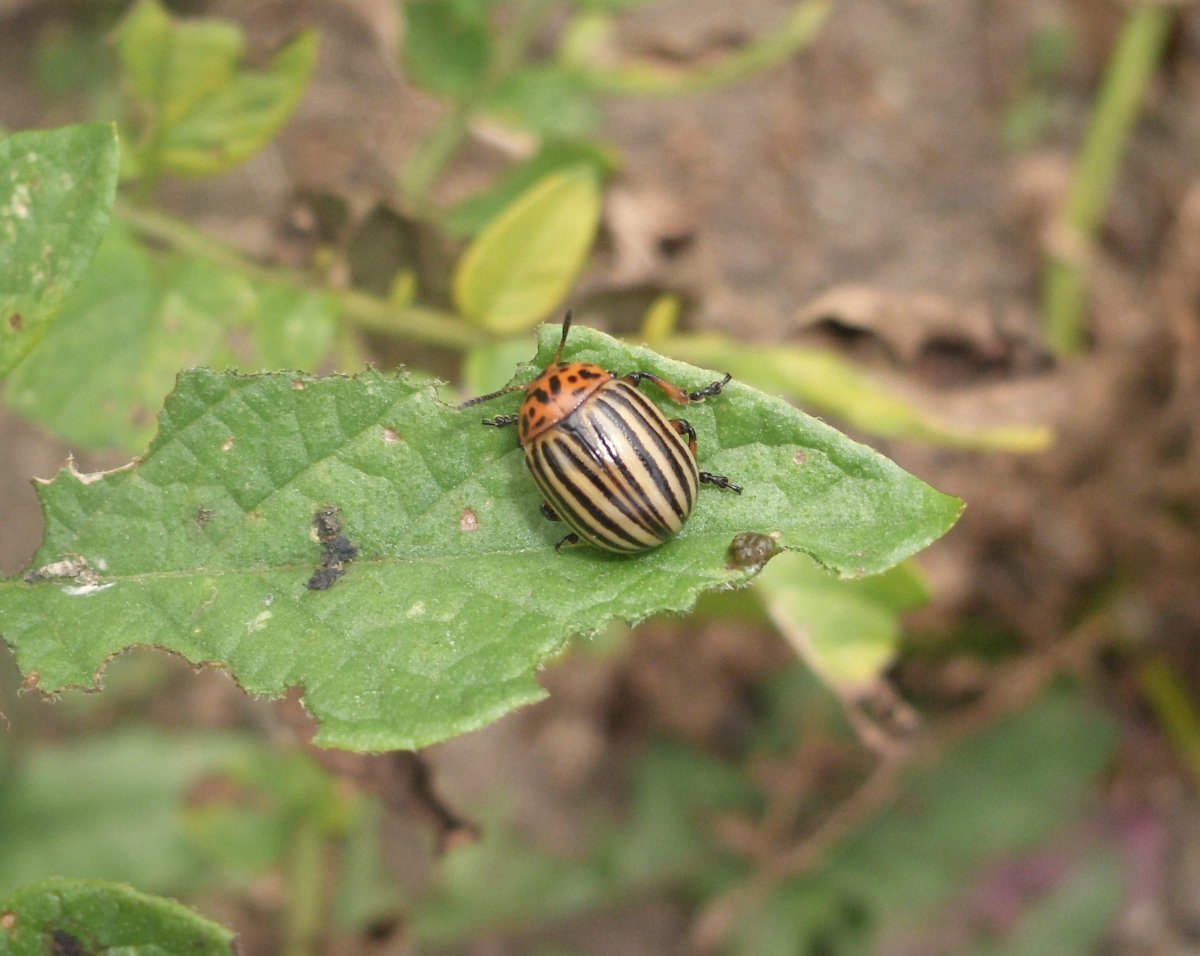 Колорадский Жук на картофеле