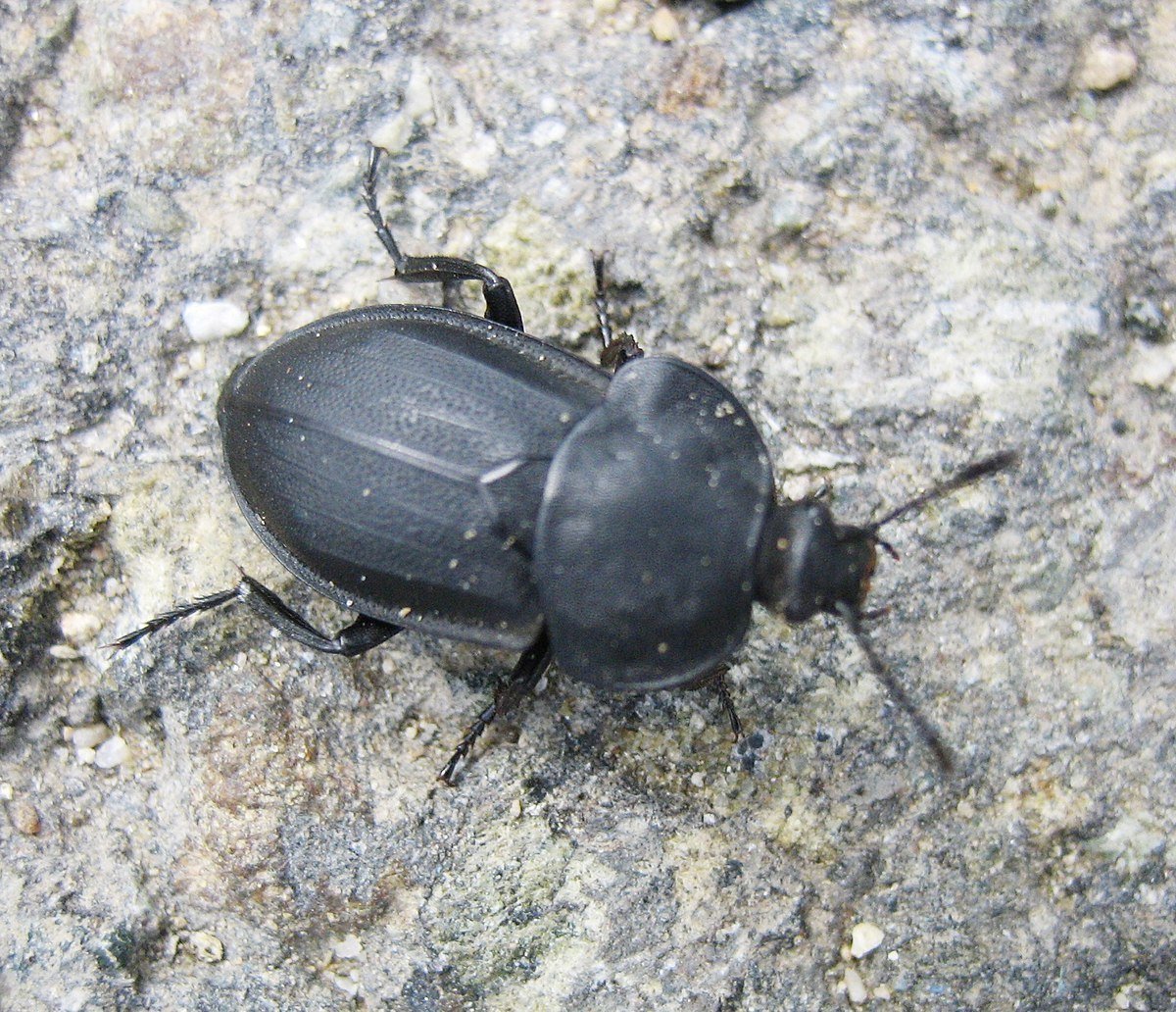 Черный Жук чернотелка