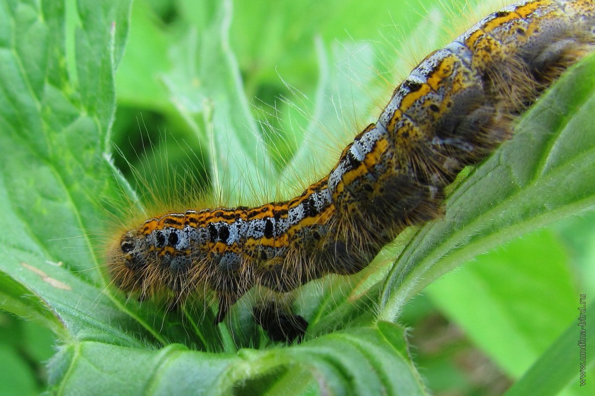 Кольчатый коконопряд гусеница