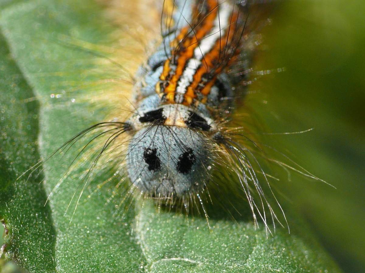 Кольчатый шелкопряд гусеница