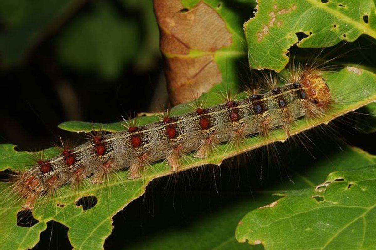 Кольчатый шелкопряд гусеница