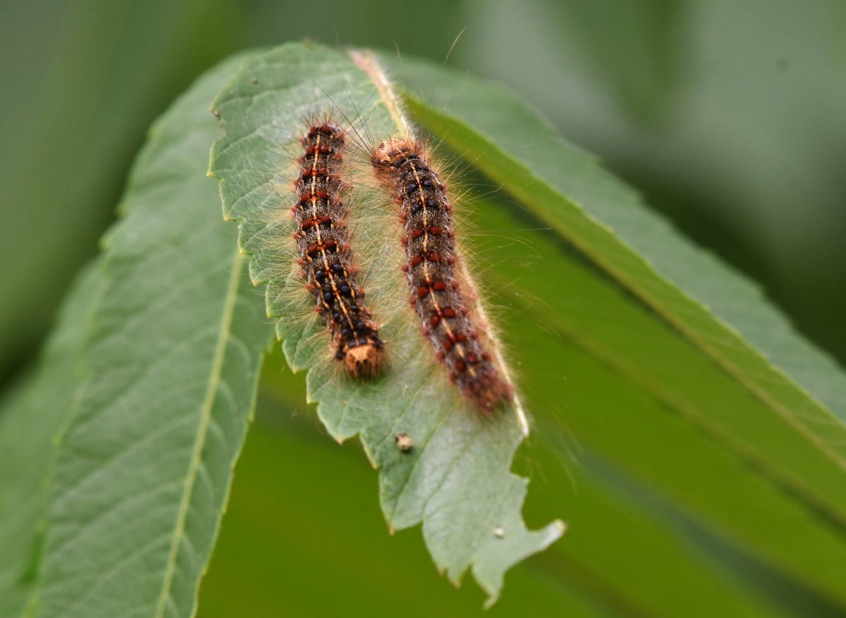 Тутовый шелкопряд гусеница