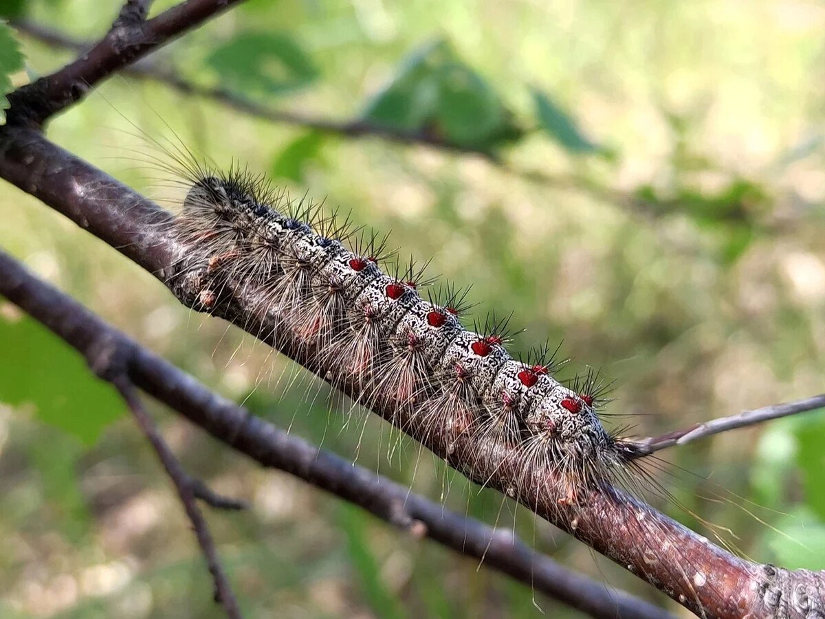 Кольчатый шелкопряд гусеница