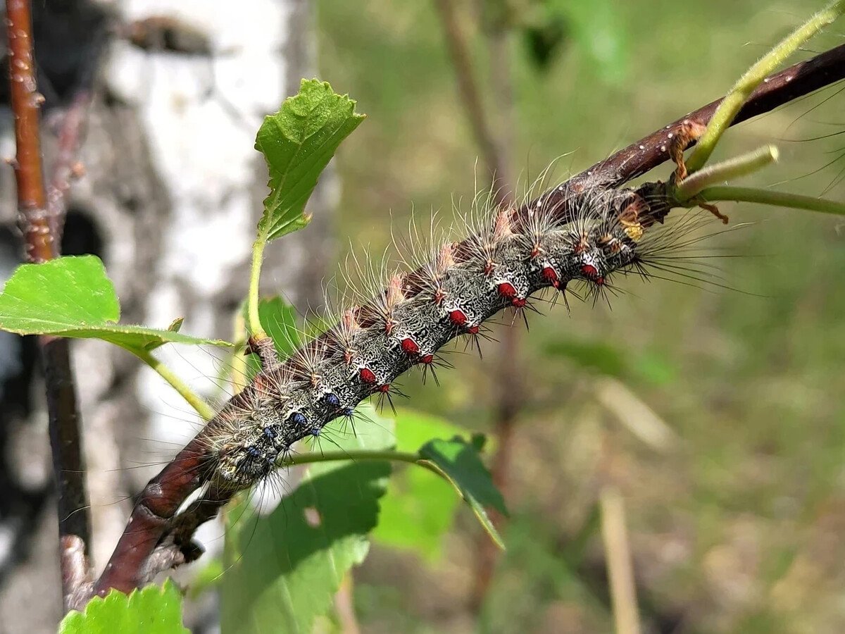 Непарный шелкопряд гусеница